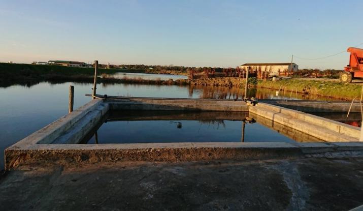 Oyster finishing pond: fast renovation with Vicat's Prompt natural quick-setting cement