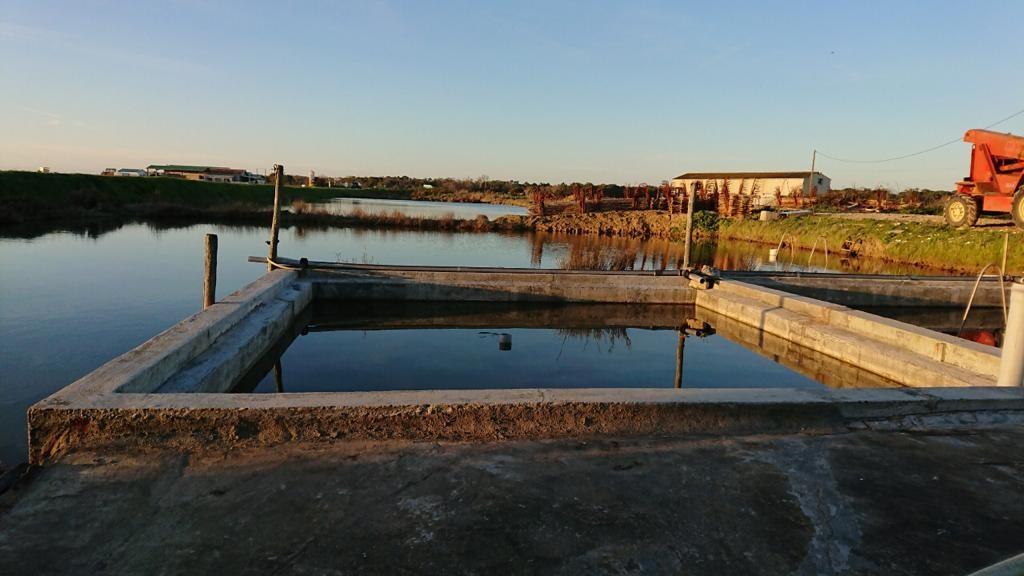 Oyster finishing pond: fast renovation with Vicat's Prompt natural quick-setting cement