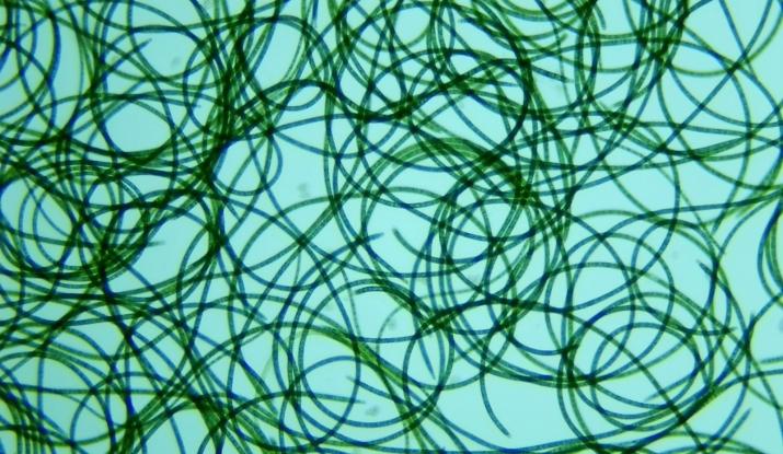 Industrial project research « CimentAlgue » Vicat 